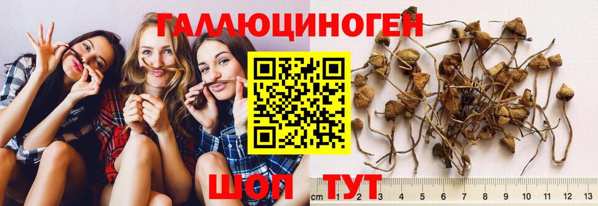 Галлюциногенные грибы мицелий  Галлюциногенные грибы Psilocybine cubensis  Гулькевичи  Вход с VPN 